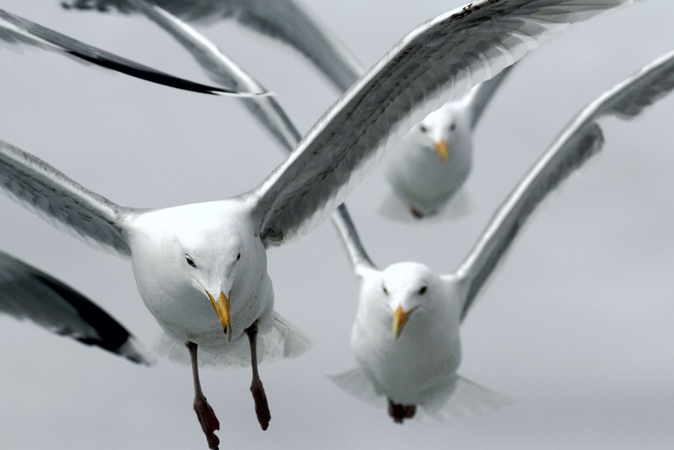 Vogelflug Foto & Bild tiere, wildlife, wild lebende vögel Bilder auf