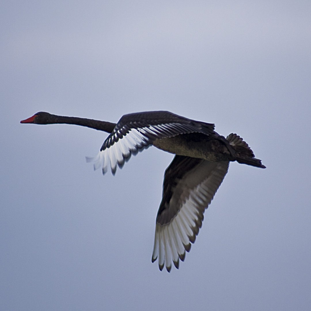 Vogelflug