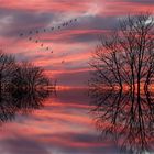 Vogelflug .....