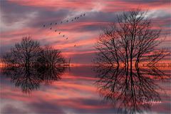 Vogelflug .....