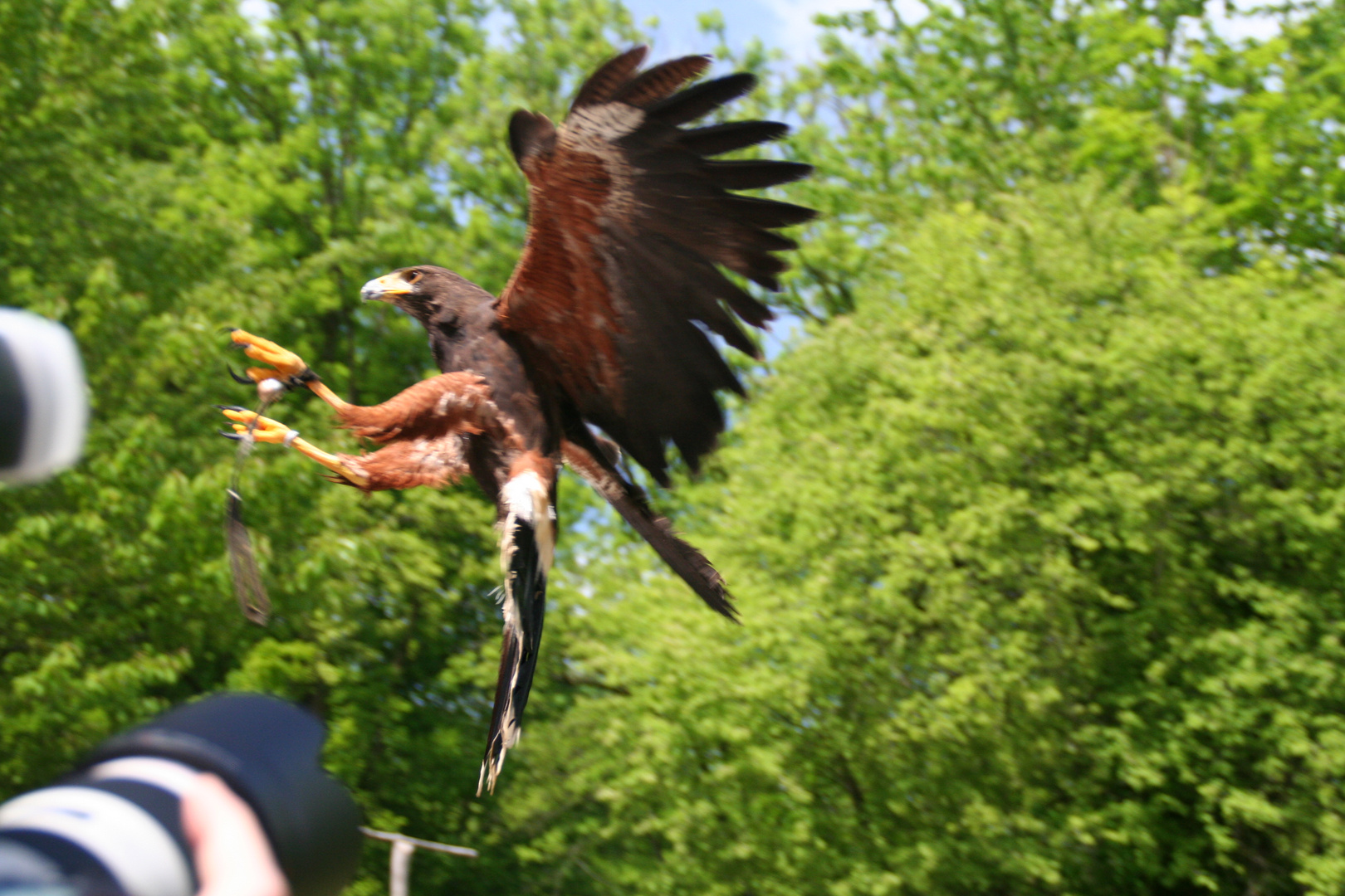 Vogelflug