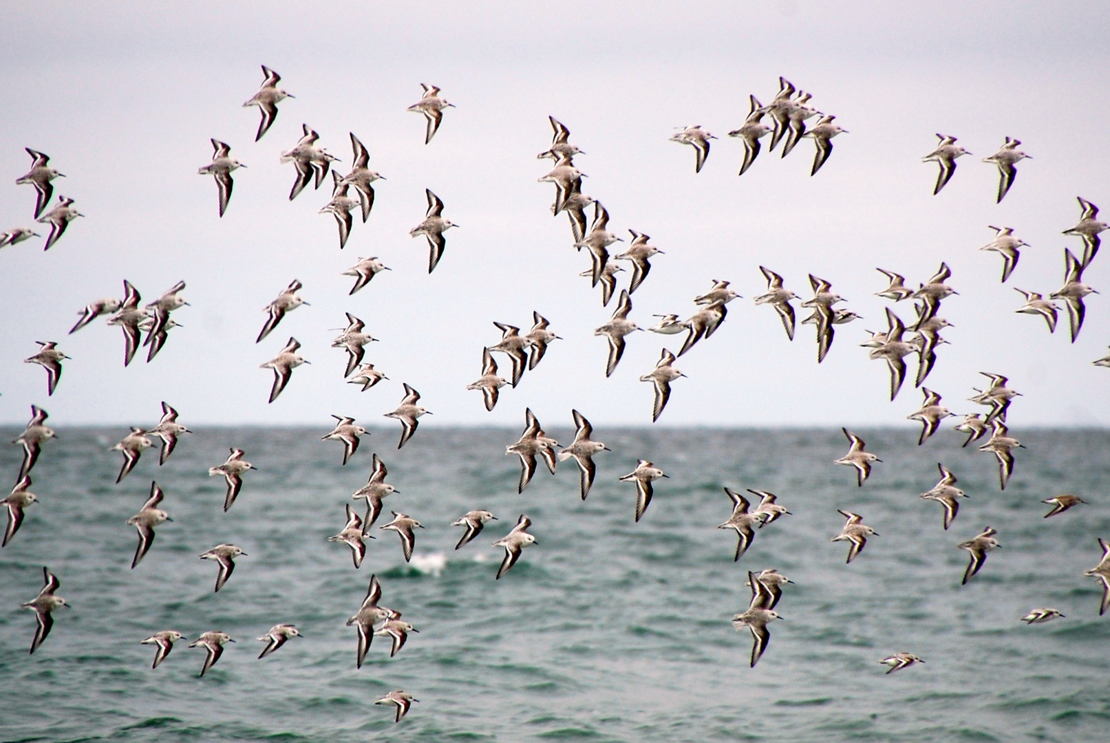 Vogelflug