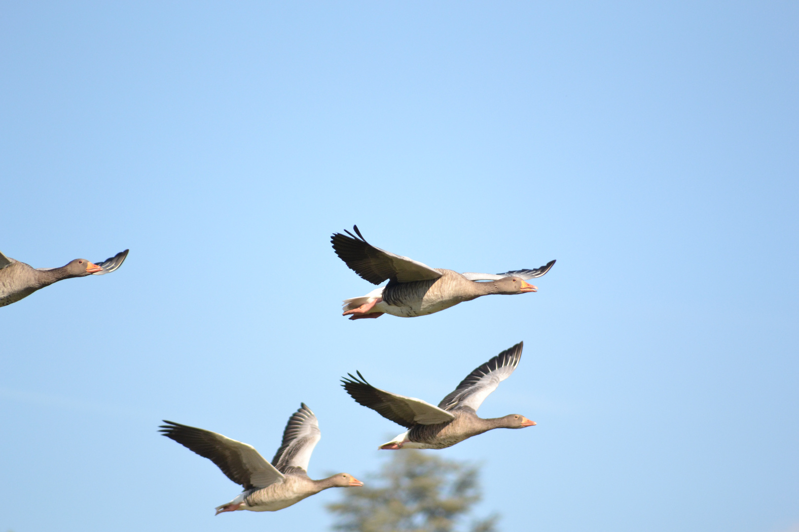 Vogelflug