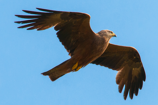 Vogelflug