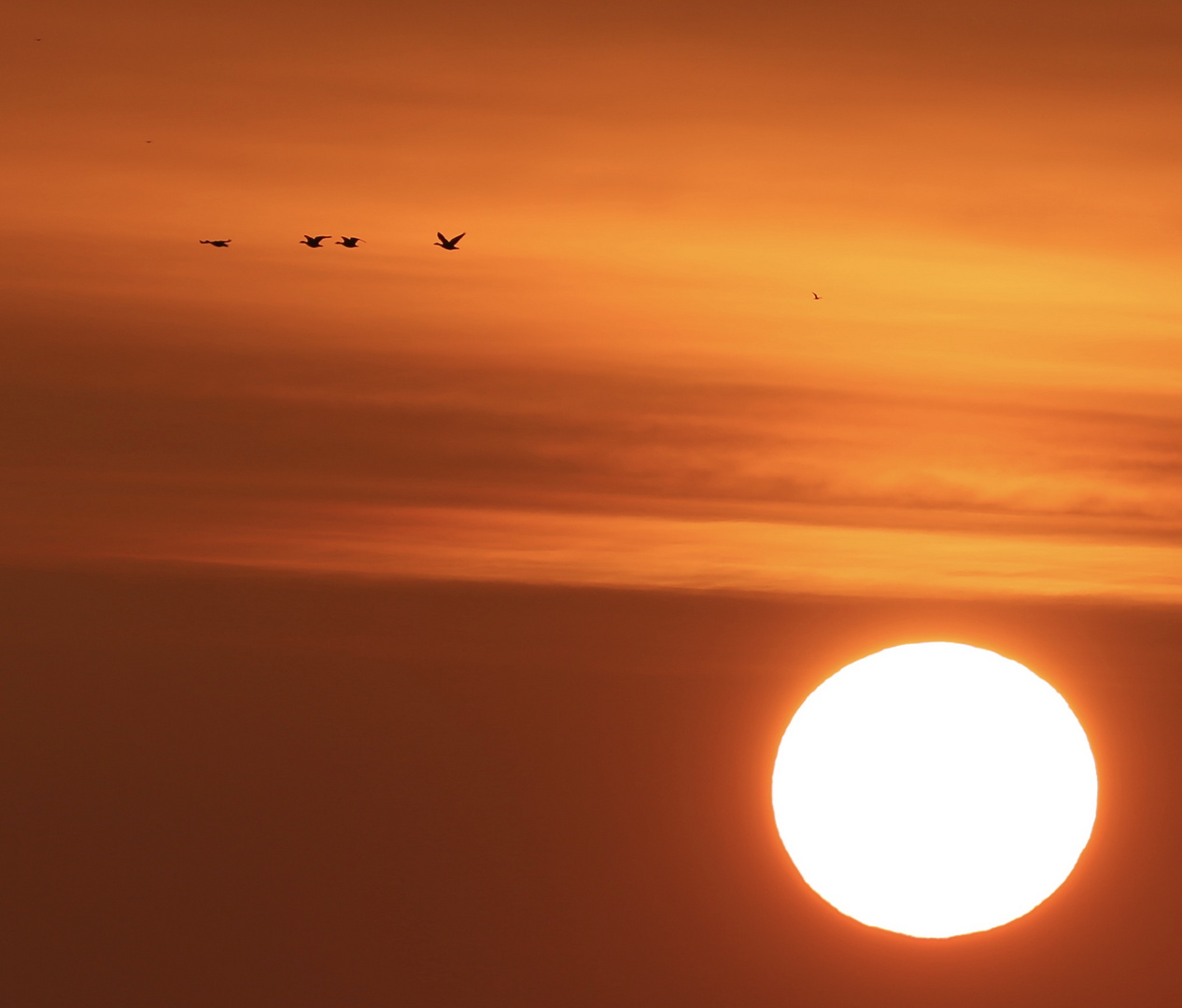 Vogelflug bei Sonnenaufgang