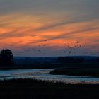 Vogelflug bei Sonnenuntergang