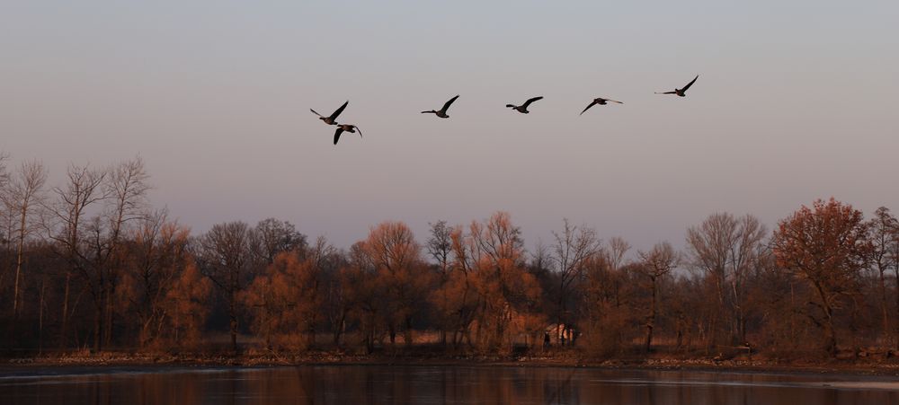 Vogelflug