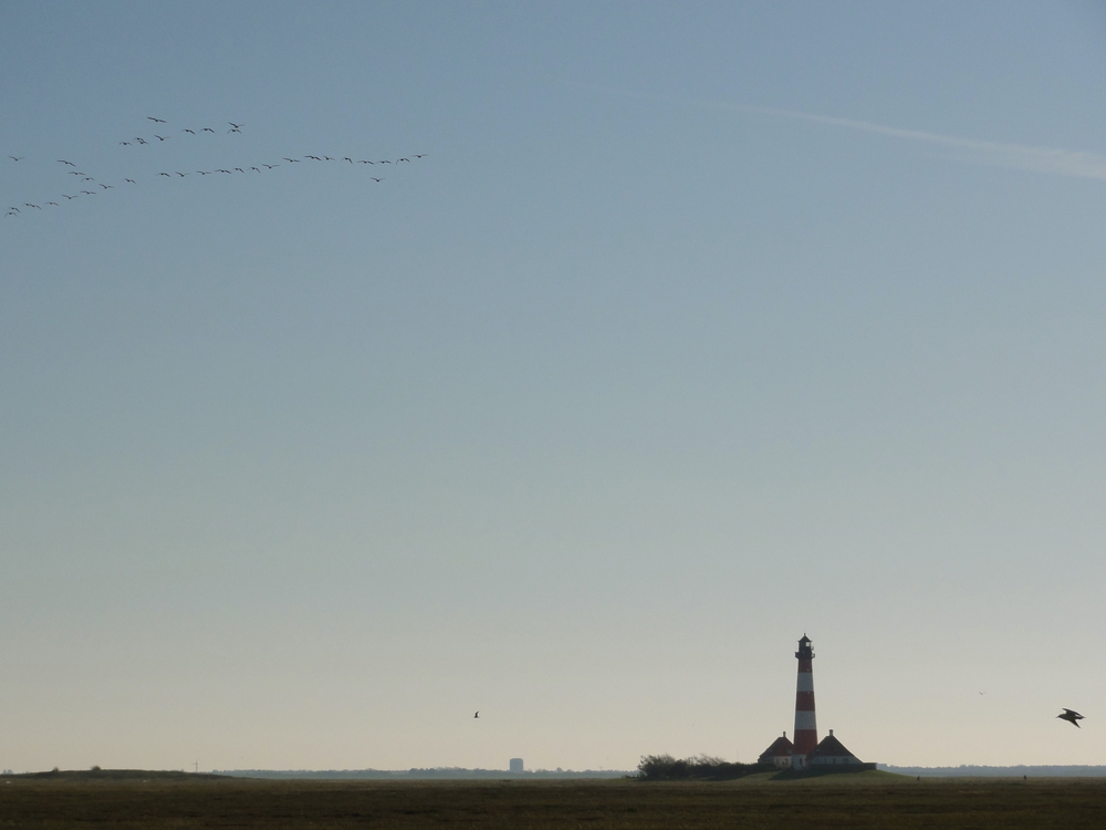 Vogelflug - GUTE REISE !