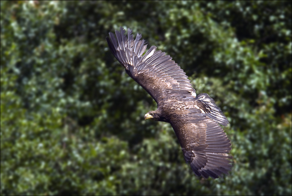 Vogelflug II