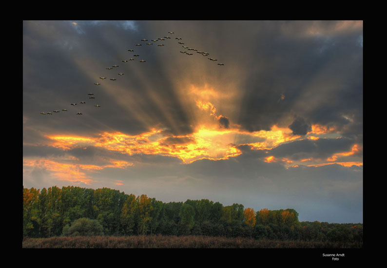 Vogelflug im Abendschein