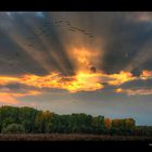 Vogelflug im Abendschein