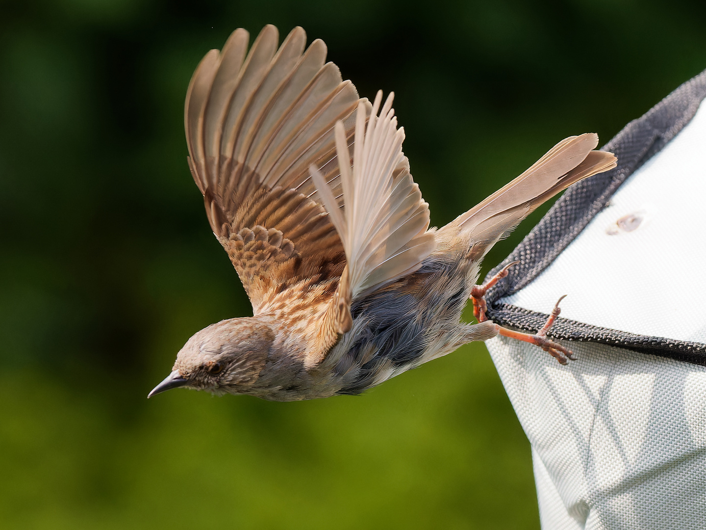 Vogelflug im Garten 