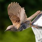 Vogelflug im Garten 