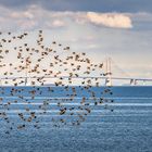 Vogelflug im Großen Belt