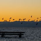 Vogelflug im Morgenrot