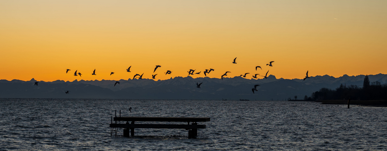 Vogelflug im Morgenrot