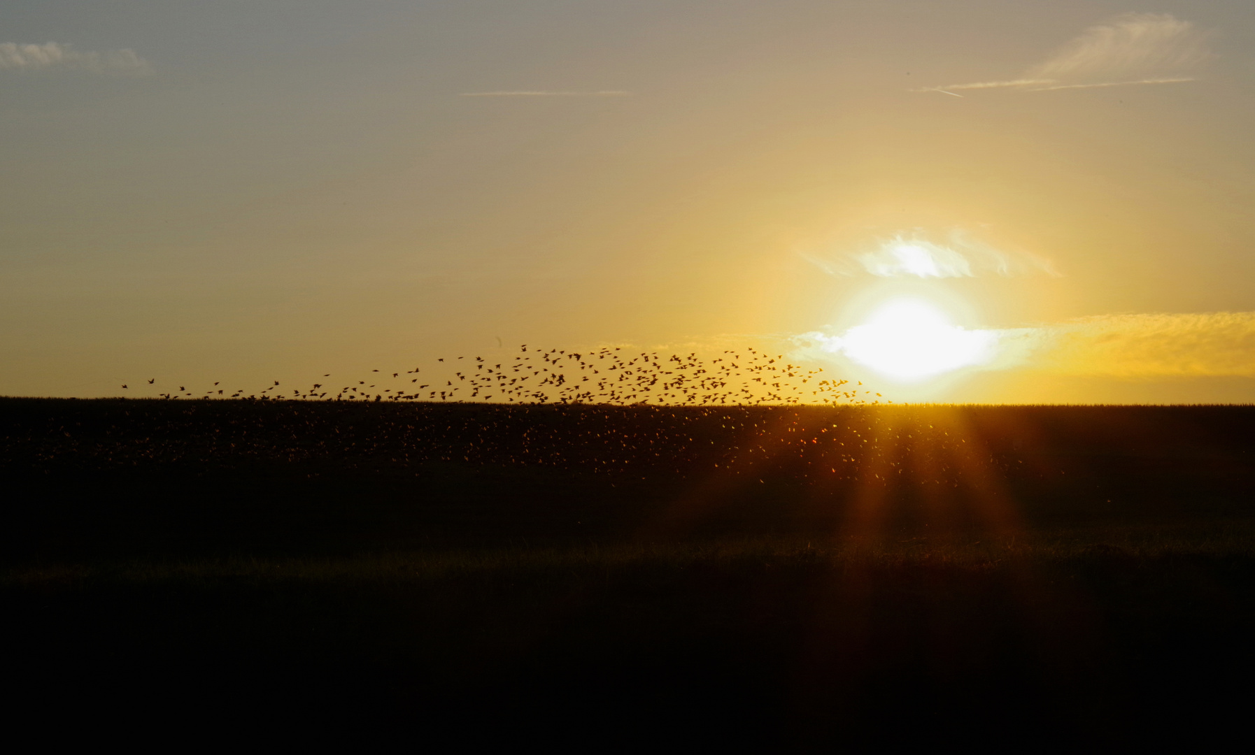 Vogelflug im Sonnenuntergang