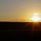 Vogelflug im Sonnenuntergang