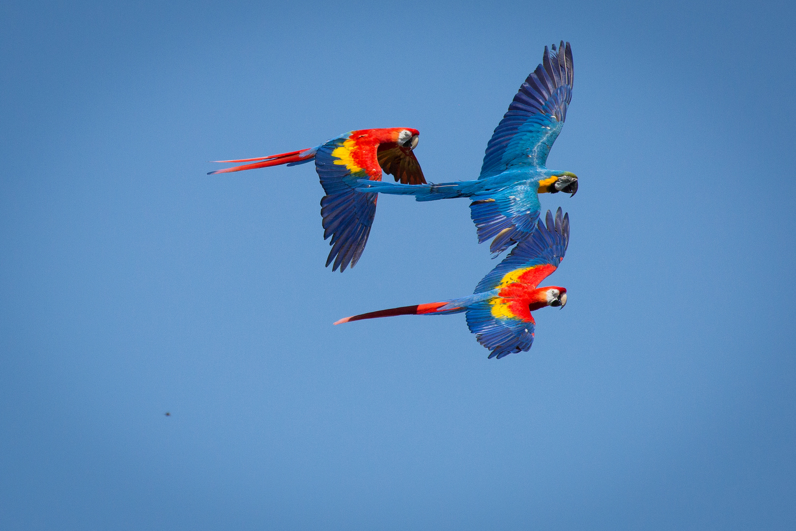 Vogelflug im Weltvogelpark