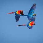 Vogelflug im Weltvogelpark