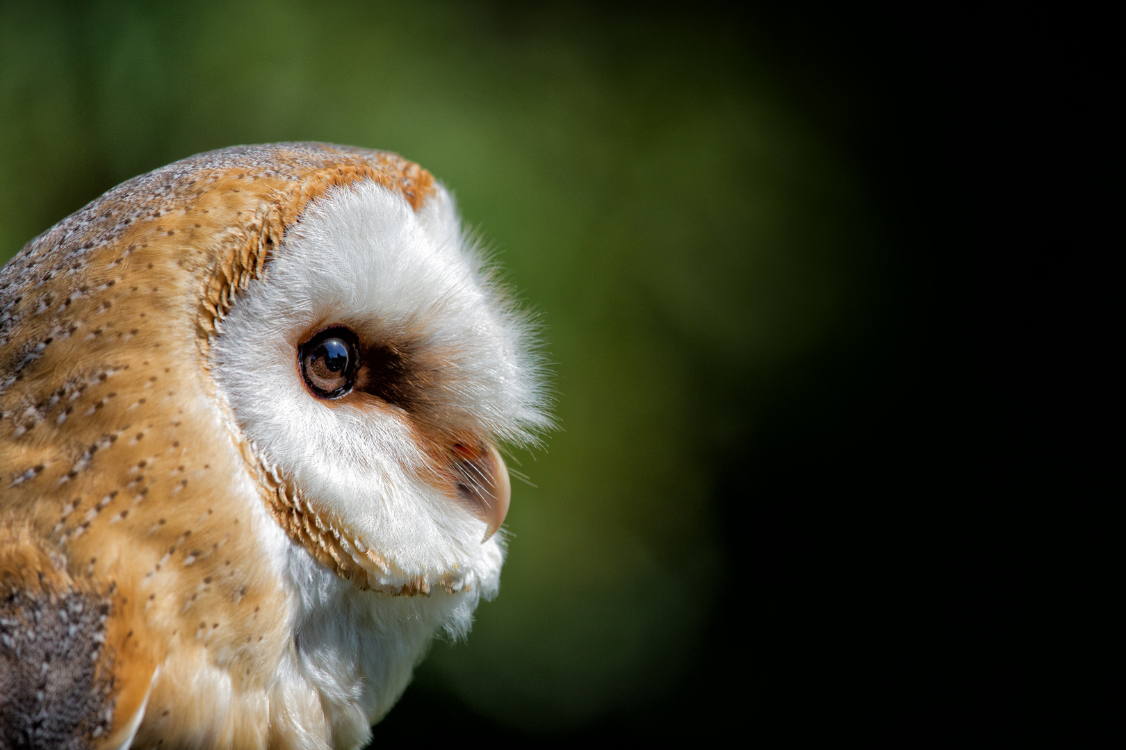 Vogelflug im Weltvogelpark