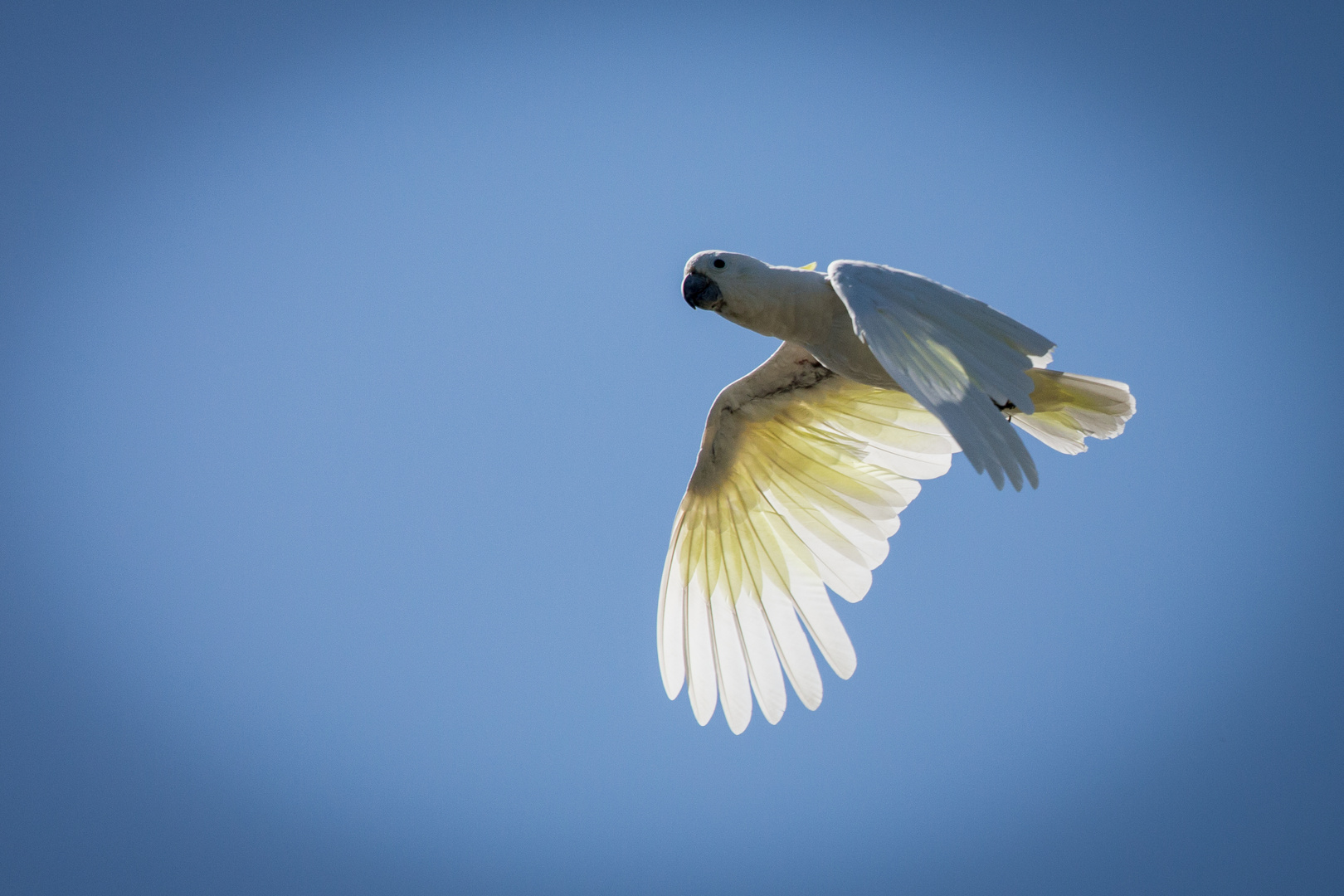 Vogelflug im Weltvogelpark