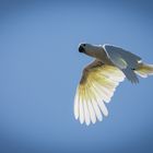 Vogelflug im Weltvogelpark