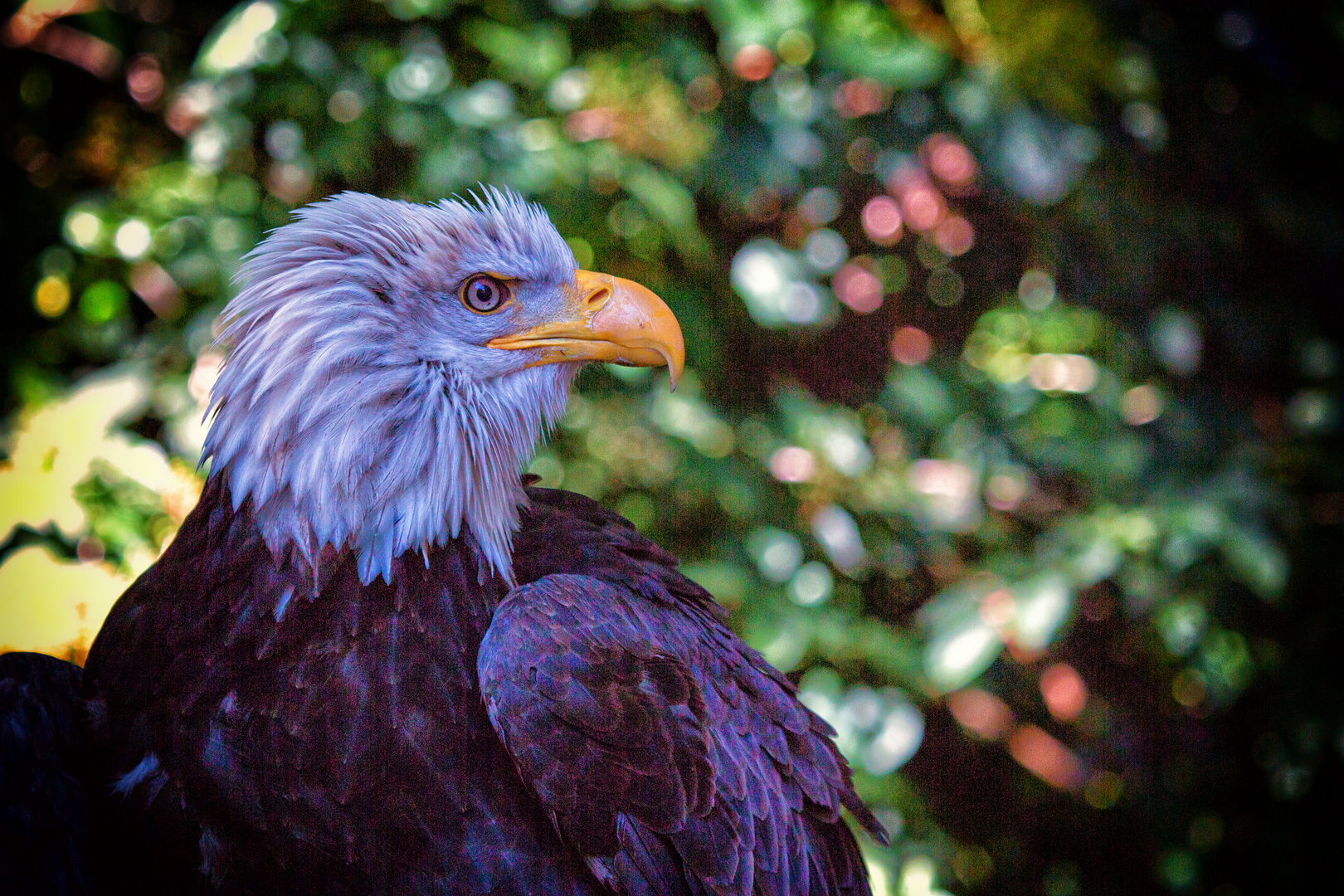 Vogelflug im Weltvogelpark