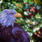 Vogelflug im Weltvogelpark