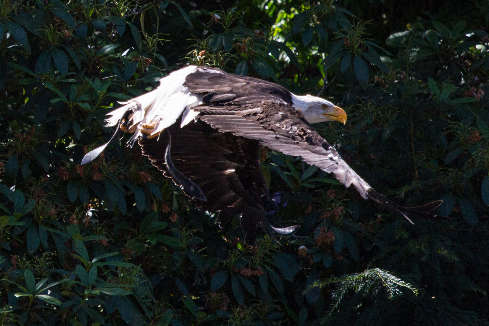 Vogelflug im Weltvogelpark