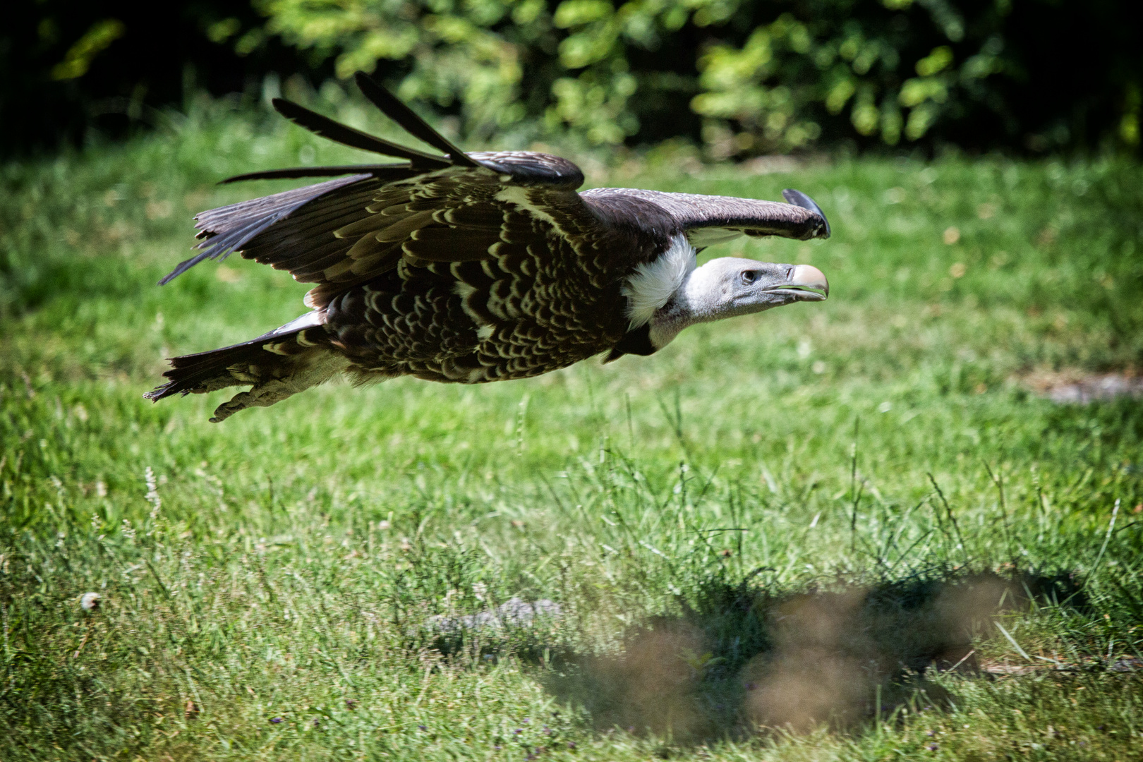 Vogelflug im Weltvogelpark