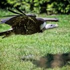 Vogelflug im Weltvogelpark