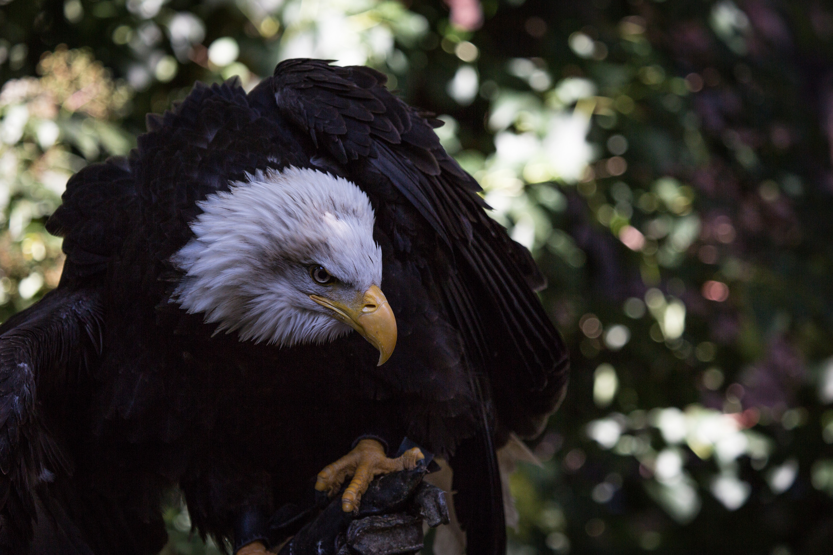 Vogelflug im Weltvogelpark