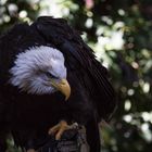 Vogelflug im Weltvogelpark