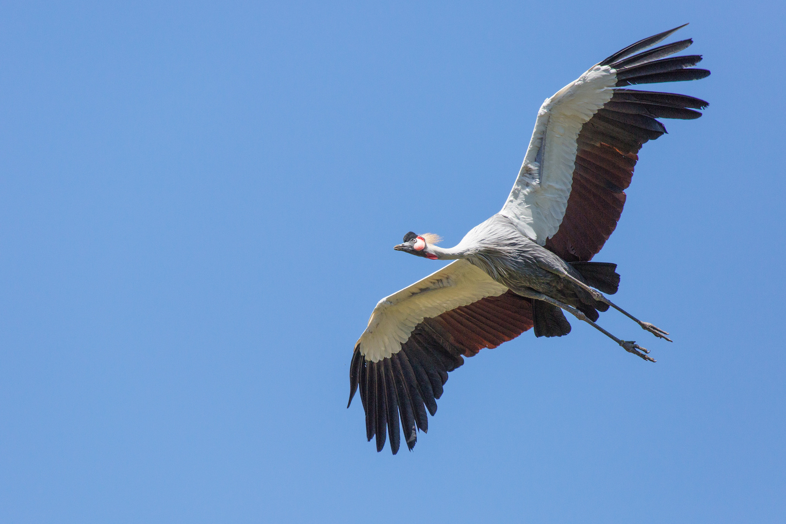 Vogelflug im Weltvogelpark