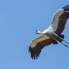 Vogelflug im Weltvogelpark