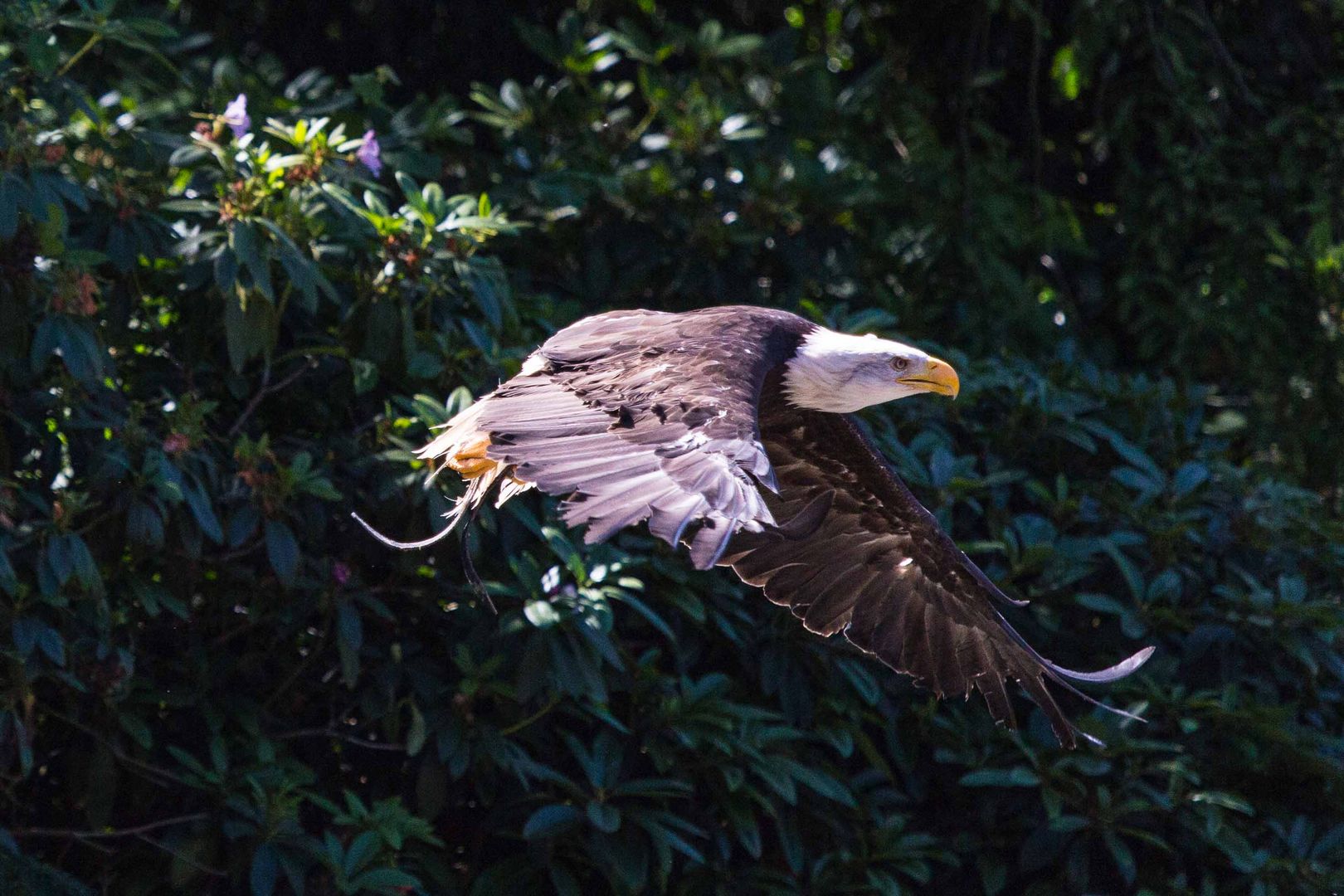 Vogelflug im Weltvogelpark