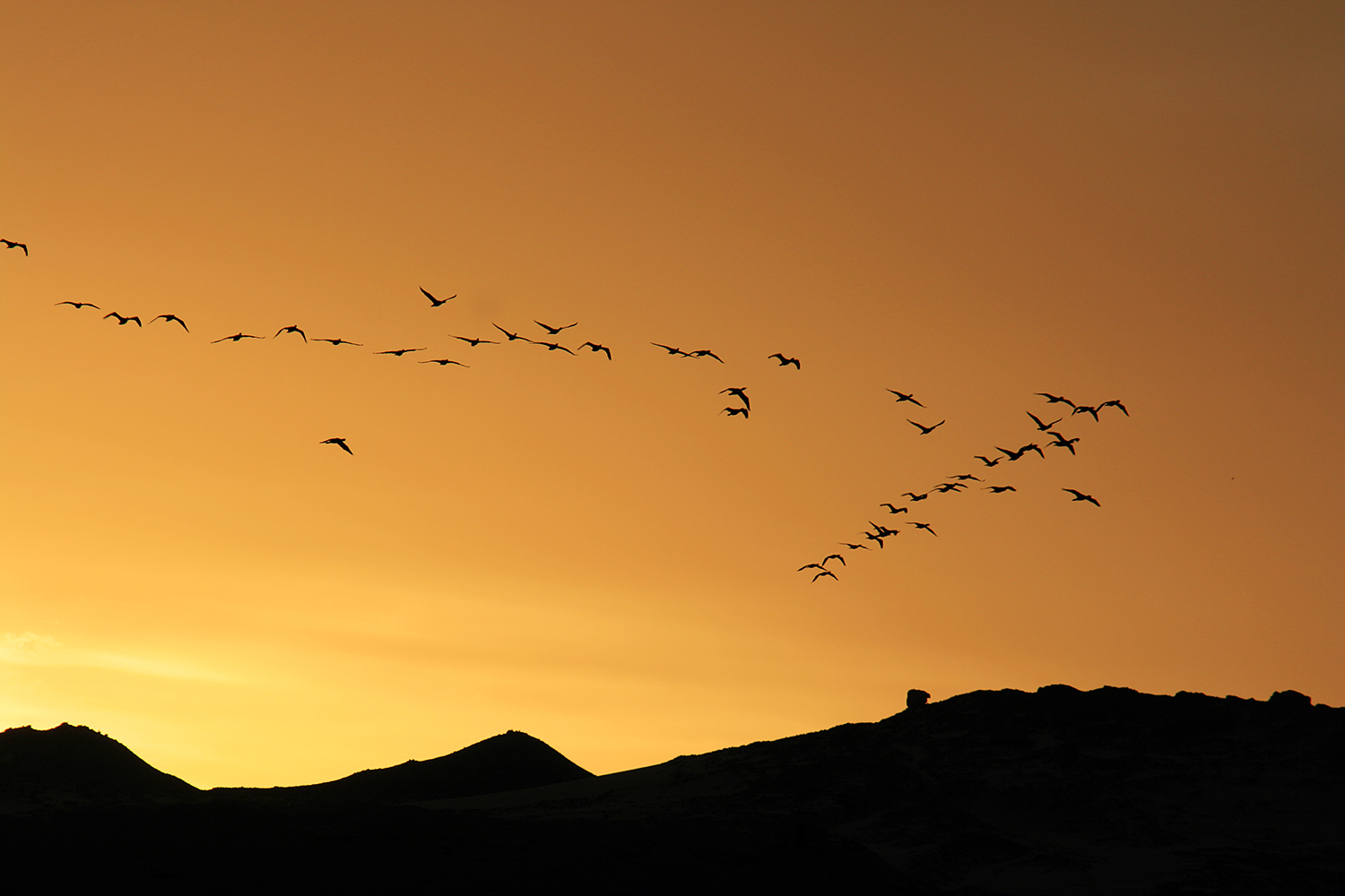 Vogelflug in den Abendhimmel