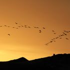 Vogelflug in den Abendhimmel