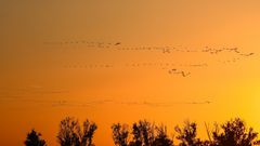 Vogelflug-Linien