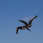 Vogelflug St.Peter-Ording