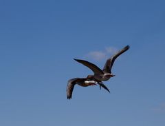 Vogelflug St.Peter-Ording