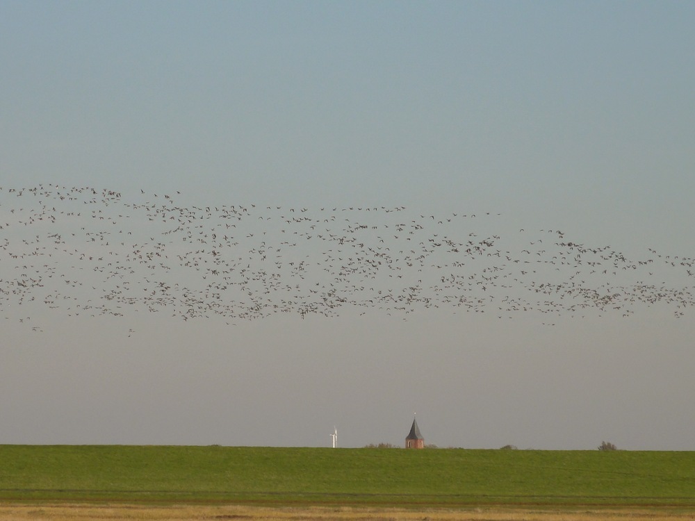 Vogelflug - Training - Abflug