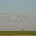 Vogelflug - Training - Abflug