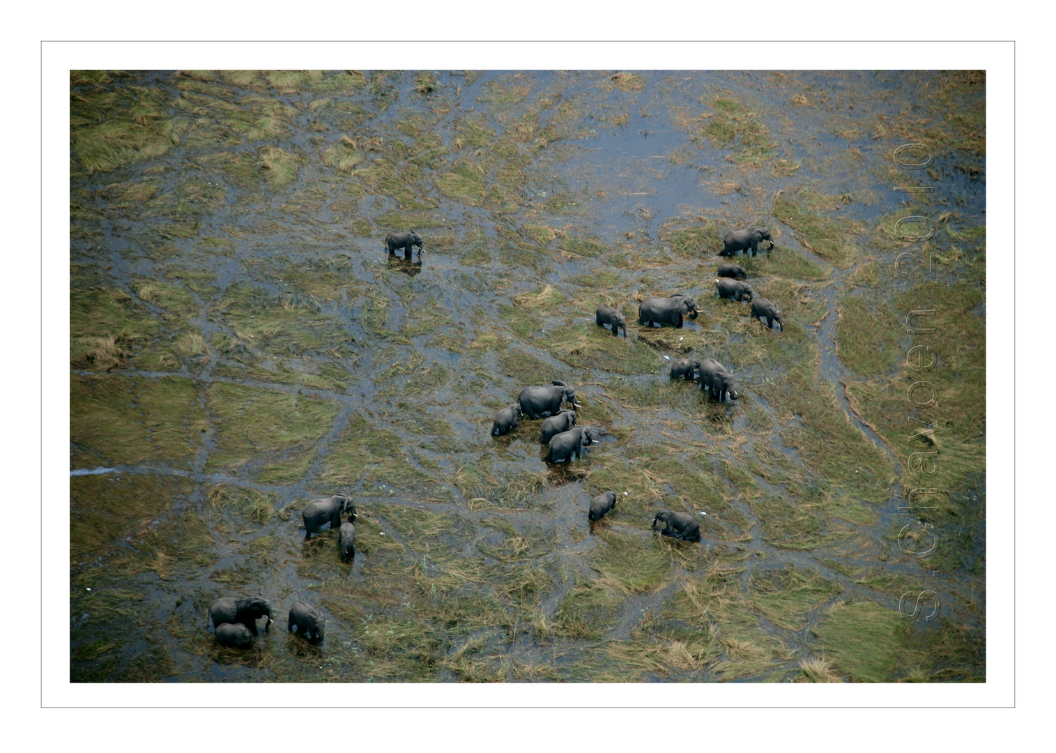 Vogelflug über das Okavangodelta