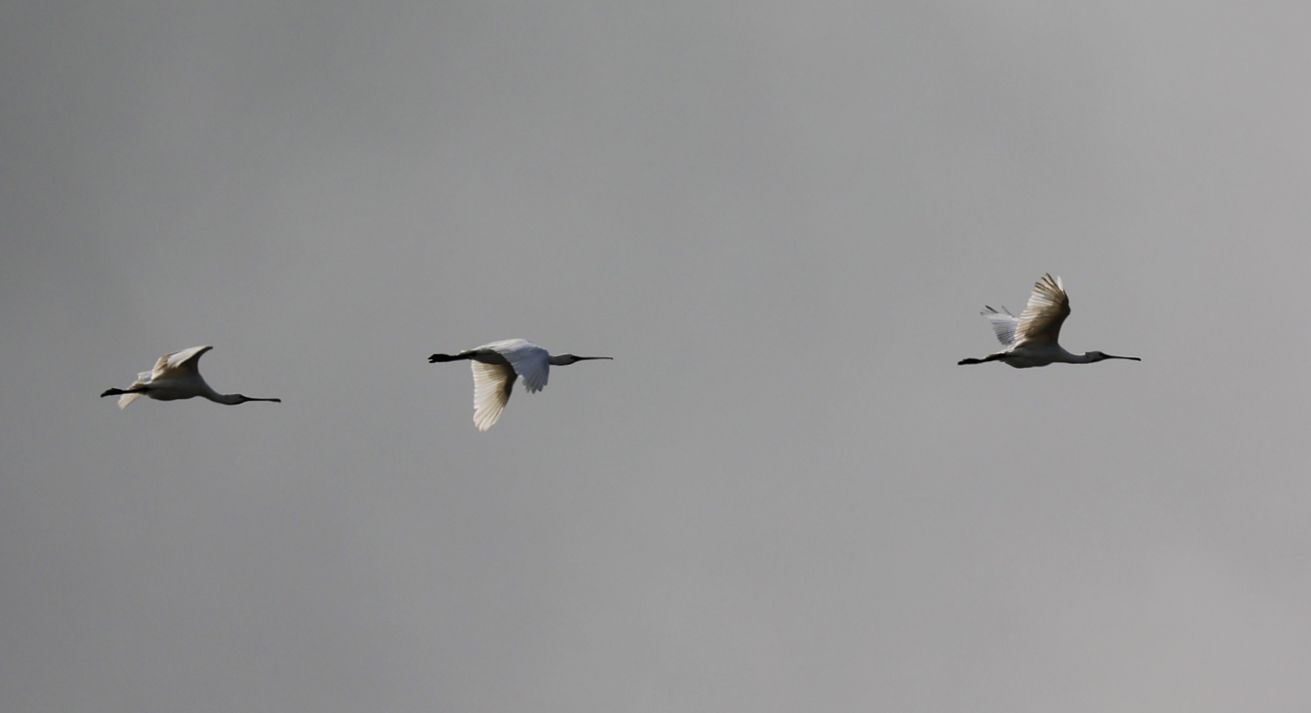 Vogelflug über dem Wattenmeer