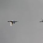 Vogelflug über dem Wattenmeer