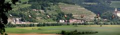 Vogelflug vor Gundelsheim