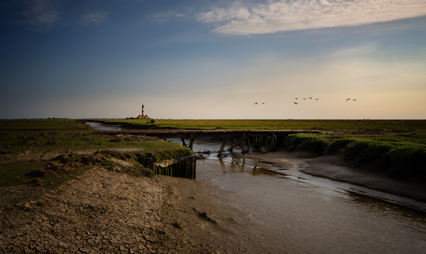 * Vogelflug zum Westerhever *