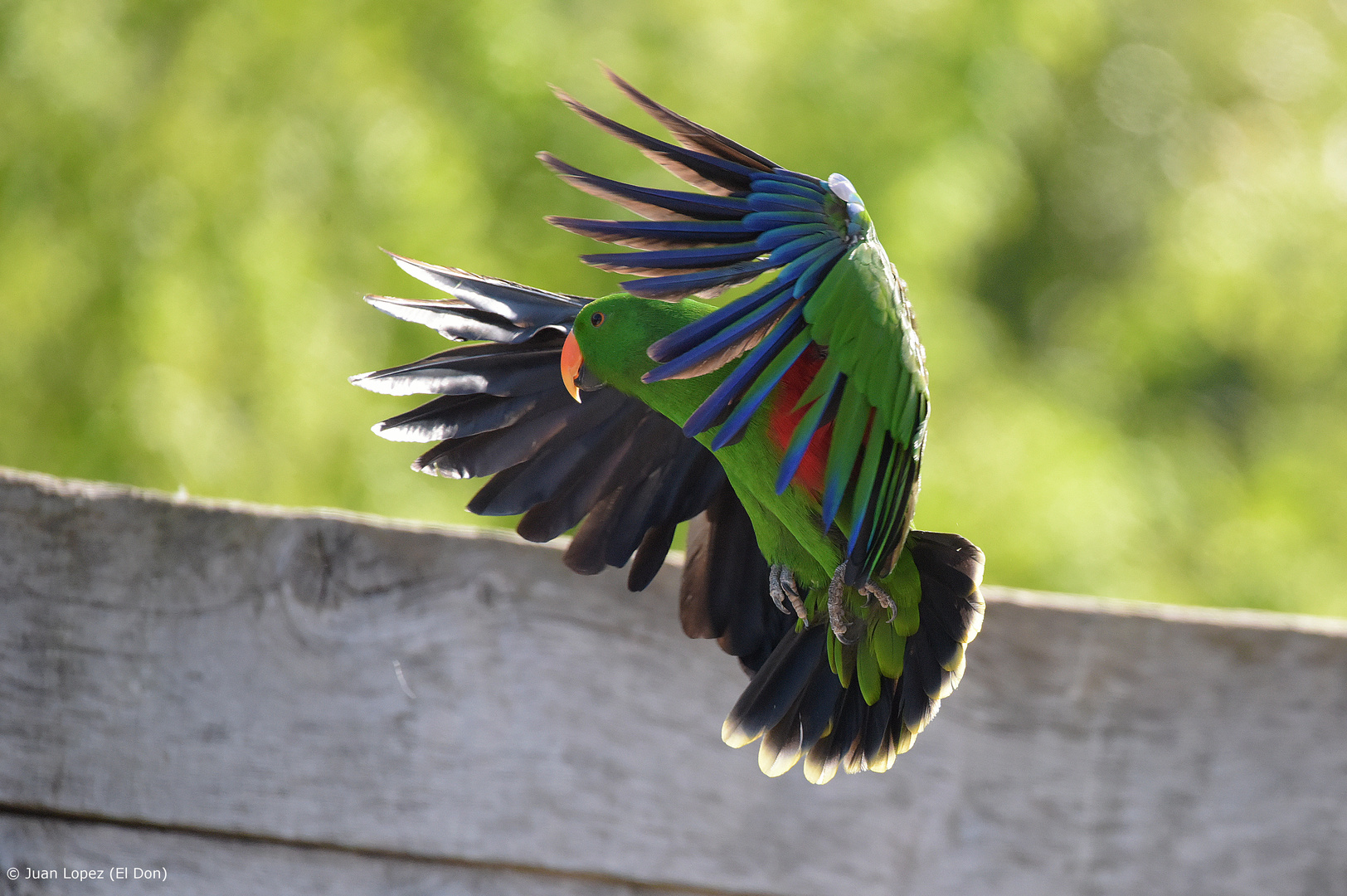 vogelflug123..15.04.2017